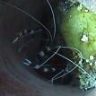 Banded Shrimp Roatan