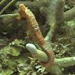 Seahorse Roatan