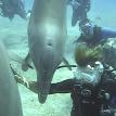 Dolphin Dive Roatan