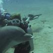 Kim & Her Dolphin Roatan