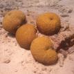 Brain Corals