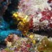 Seahorse