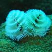 Christmas Tree Worm