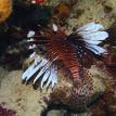 Lion Fish