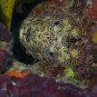 Horse Shoe Crab