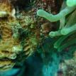 Arrow Crab