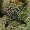 Black Sea Urchin and Gray Starfish