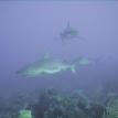 Shark Dive Roatan