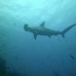 Hammerhead Shark