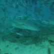 Shark Dive Fiji 2012